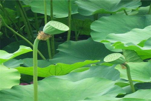 小草吃瓜,一场生态趣谈