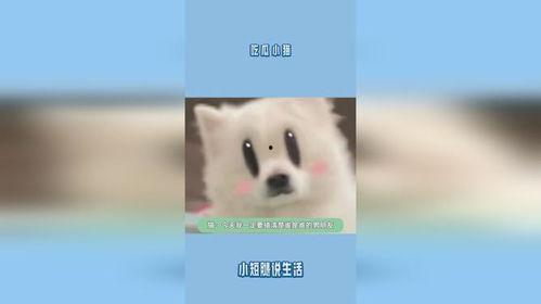 吃瓜小猫摆件,治愈系家居新宠