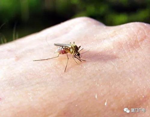 吃瓜躲蚊子,吃瓜躲蚊，清凉一夏