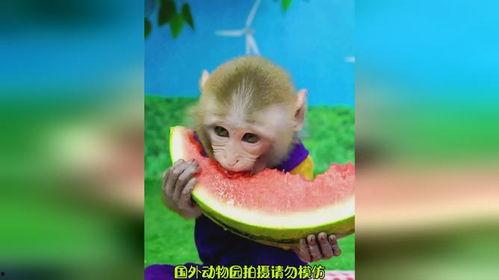 吃瓜观猴,揭秘娱乐圈的幕后故事与趣味瞬间