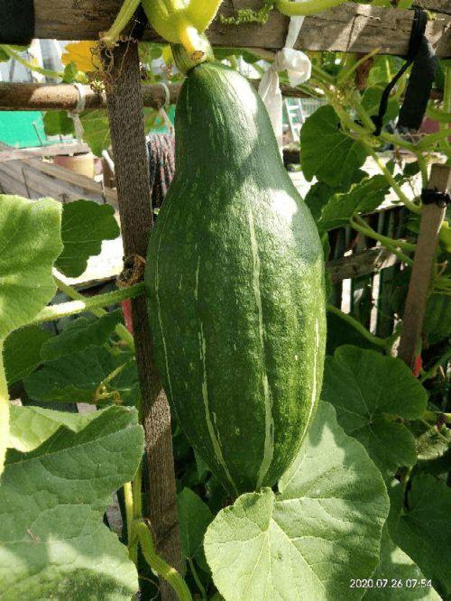 花花吃的瓜,揭秘娱乐圈幕后风云