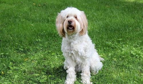 狗狗可以吃蓝瓜,狗狗的神秘美味探索