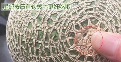 网纹瓜和蜜瓜一起吃,双瓜搭配，尽享夏日清新美味