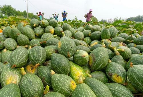 河北唐山理性吃瓜,揭秘网络舆论背后的真相与反思