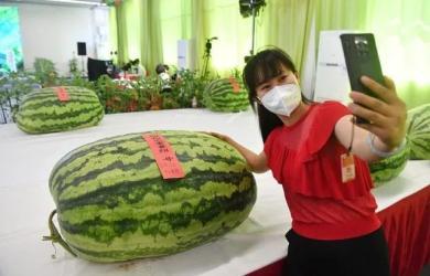 金山吃瓜群众在哪里,揭秘网络热议背后的真实故事