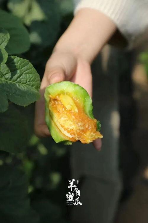 怀孕吃羊角瓜好吗,羊角瓜的食用与注意事项