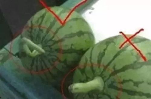 符儿瓜怎样吃,探索美味与营养的完美结合