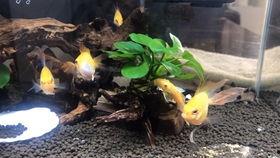 小胡子吃瓜视频,揭秘娱乐圈幕后故事