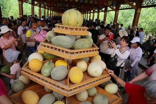 哈密去哪里吃瓜,探寻新疆哈密的特色瓜果美食之旅