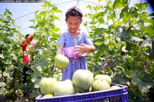 乌鲁木齐汇珊园吃瓜,夏日吃瓜好去处，尽享清凉时光
