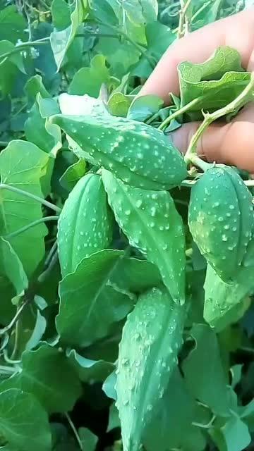 东北老爷吃瓜,一场味蕾与传统的碰撞