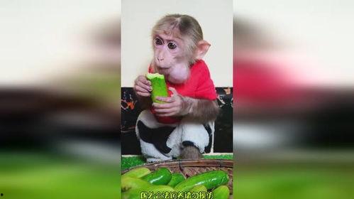 猴哥吃瓜抖音,抖音上爆笑的趣味瞬间