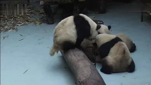 熊猫吃瓜被卡,卡壳瞬间成萌态焦点