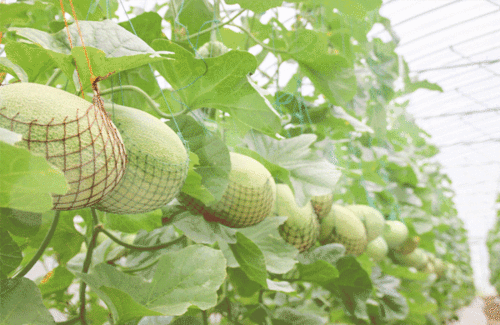 华亭幼师吃瓜,揭秘幼儿园教师不当行为背后的真相