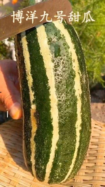 未熟的瓜可以吃吗,未熟瓜果的食用风险与注意事项