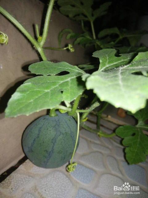 吃里面籽的瓜,探索吃籽瓜的奇妙之旅