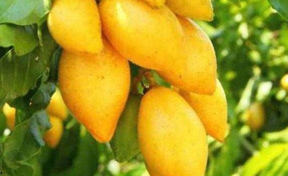 咳嗽可以吃黄皮瓜吗,黄皮瓜是缓解良方？探究其食疗功效