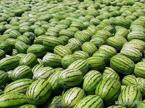 吃瓜长生全集,揭秘长生不老的秘密与奇幻冒险之旅