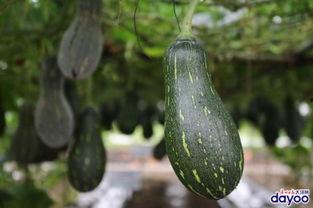 广州吃瓜群,揭秘城市生活百态的“瓜界乐园”