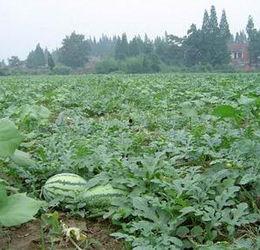 做梦梦到瓜地吃瓜,一场奇幻的瓜果盛宴