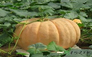 吃方瓜肚子胀,揭秘吃方瓜肚子胀的秘密