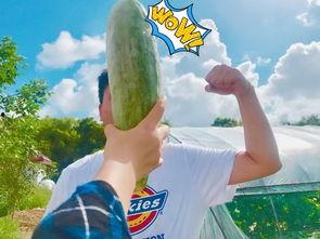 吃瓜赠友,共享快乐，传递友谊