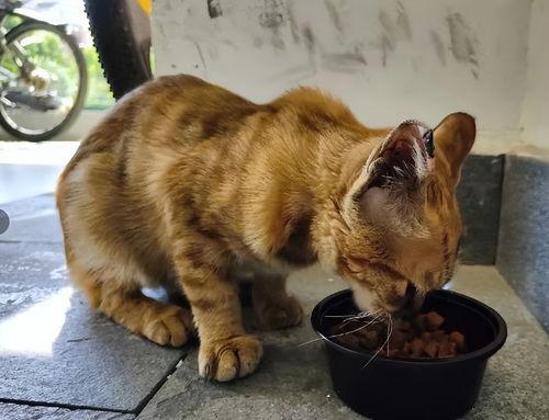 阁楼的猫吃瓜,阁楼猫的瓜田奇遇记