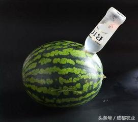 教你如何花式吃瓜,教你花式吃瓜，解锁夏日清凉新姿势