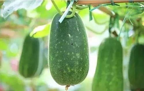 新汶吃瓜,揭秘当地特色美食背后的故事