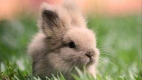 吃瓜小兔纸,揭秘娱乐圈那些事儿