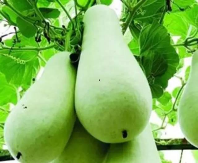 广西吃葫芦瓜吗,葫芦瓜美食探秘