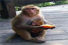 婴猴吃瓜,萌态可掬的童年时光