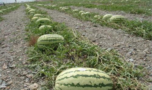 石头瓜怎么吃,解锁美味新体验