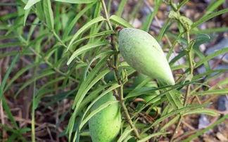 砂瓜瓢怎么吃,解锁夏日清新美味