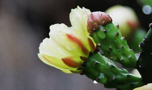 瓜吃仙人掌,瓜与仙人掌的跨界美食之旅