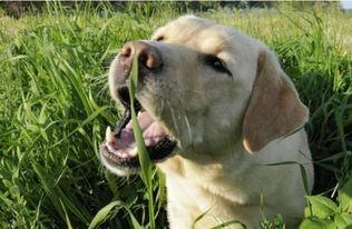 狗狗可以吃网纹蜜瓜,网纹蜜瓜的甜蜜诱惑