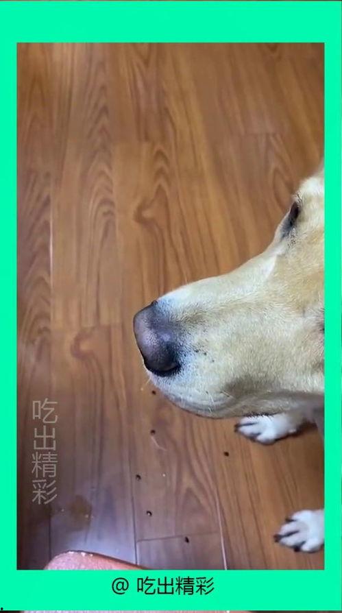 疫情狗子吃瓜,吃瓜群众的新宠