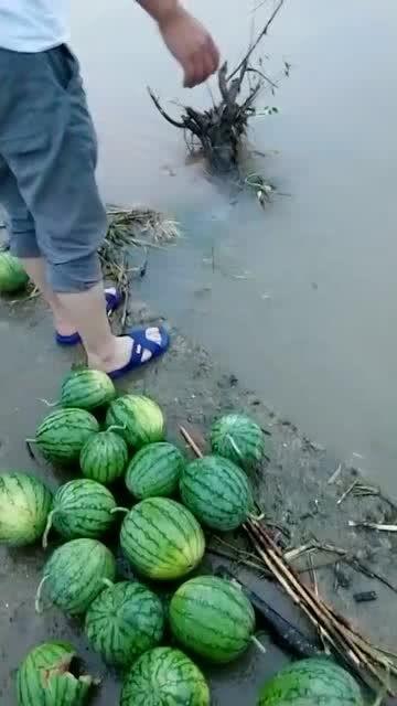 散步吃瓜的视频