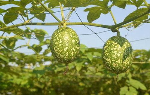 兔子可以吃吊瓜吗,营养与安全探讨