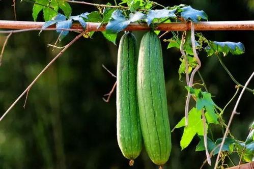 夏季吃三瓜 指哪三瓜,三瓜助力清凉一夏