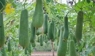 吃瓜要打侧枝吗,侧枝处理的重要性