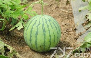 大瓜不熟可以吃吗,能否食用揭秘