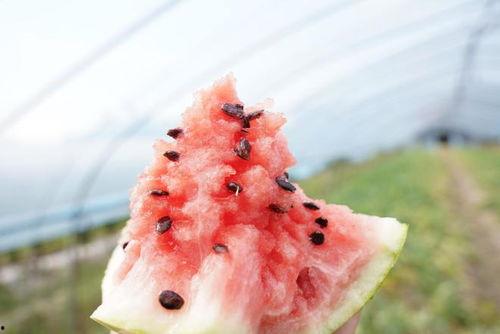 吃瓜盲盒批发,潮流玩具的狂欢盛宴