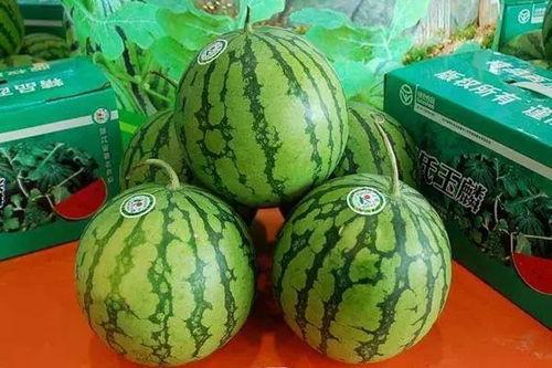 菏泽吃瓜合集,吃瓜合集里的风味盛宴