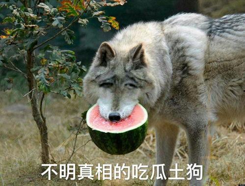 吃瓜狼推理馆,一场脑力激荡的探秘之旅