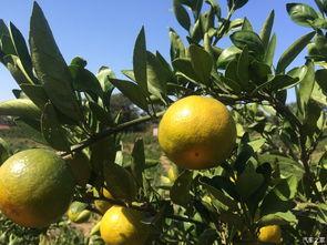 南橘吃瓜,揭秘瓜果界的南北差异与风味之谜