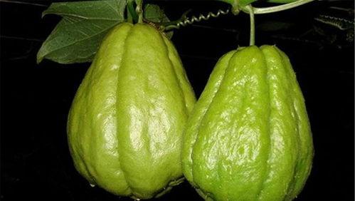 小孩吃佛手瓜好处