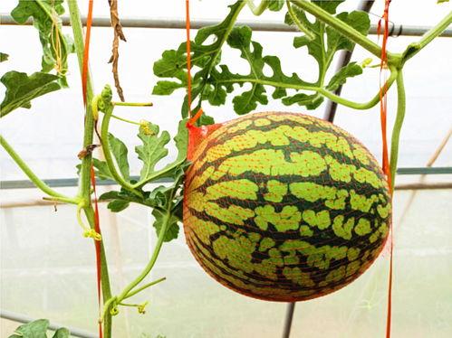 凤凰卫视吃瓜,揭秘娱乐圈吃瓜背后的真相与内幕